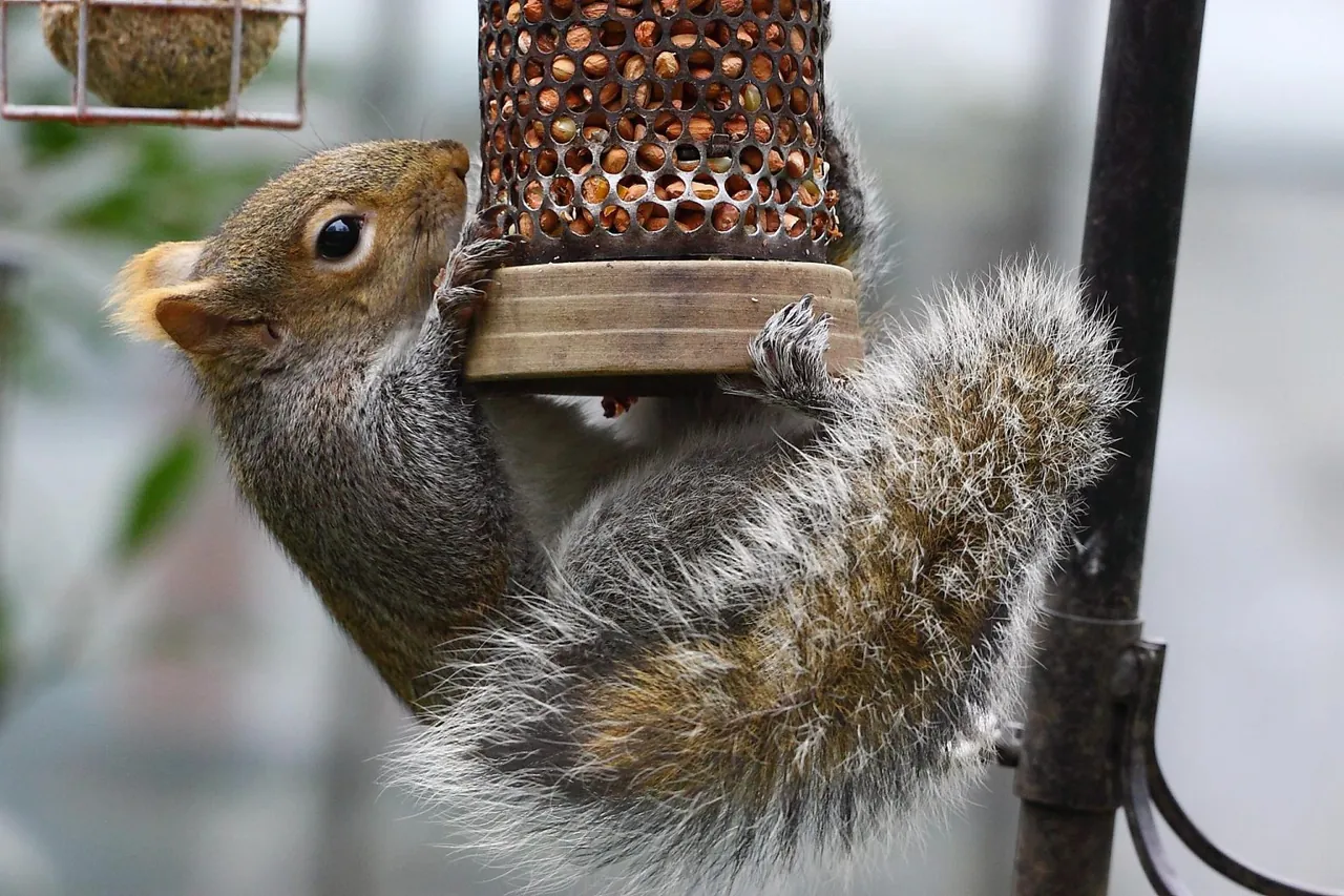 Grey squirrel feeding from a garden bird feeder