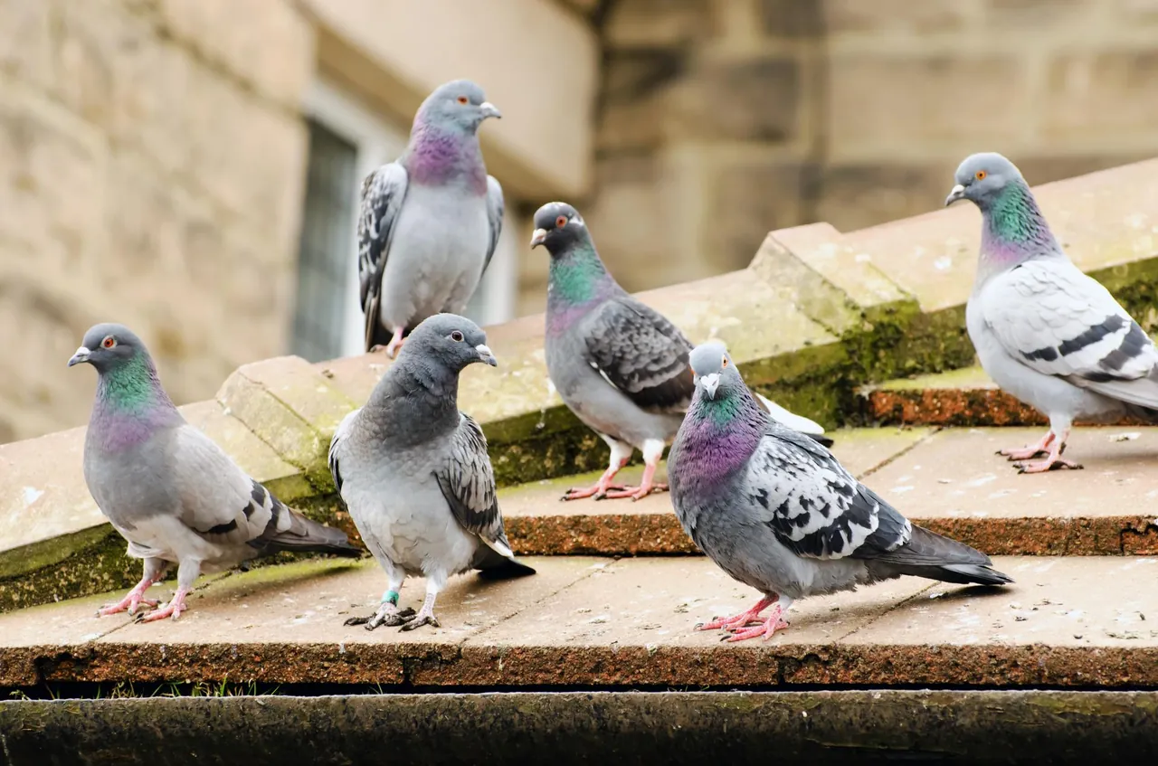 Feral pigeons roosting on a stone ledge before bird proofing