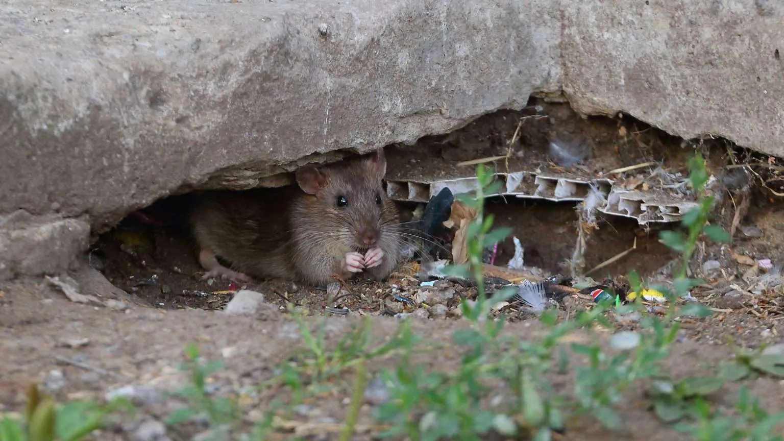 Rat sheltering in a gap beneath a concrete structure