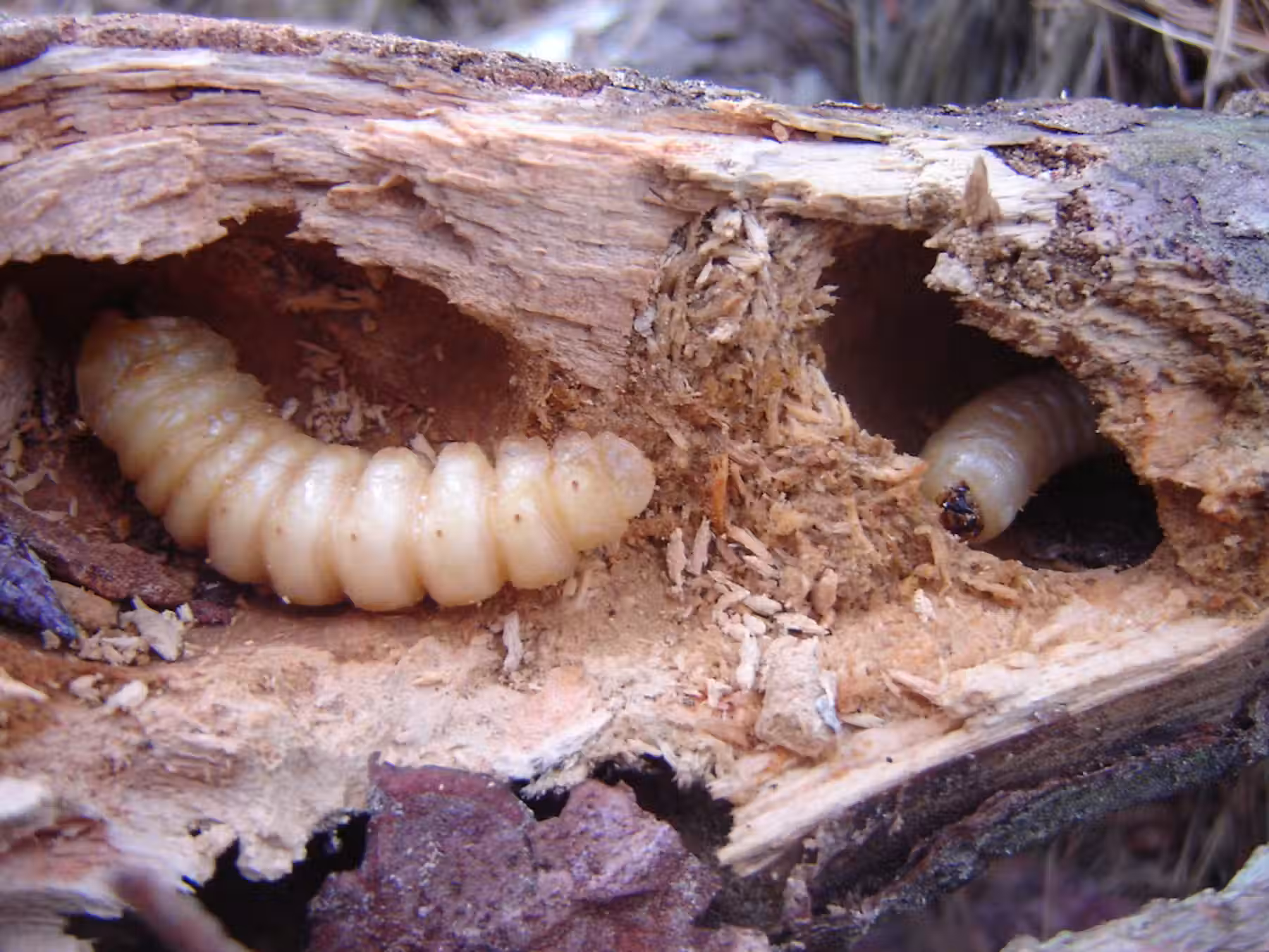 Timber showing wood borer damage before preservation treatment